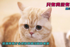 《只有我没有猫》,孤独的守望者——只有我没有猫