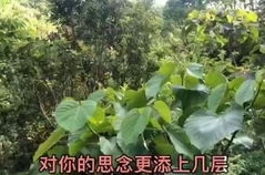 《远山含笑》,远山含笑什么意思