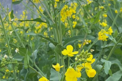 《油菜花开的季节》,油菜花开的季节——春天的美丽与希望