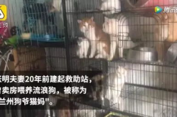 《狗爷猫妈》