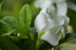 《栀子花开》,电影《栀子花开》简介