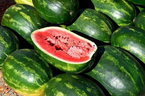 吃大瓜视频素材免费下载,免费下载尽享娱乐盛宴